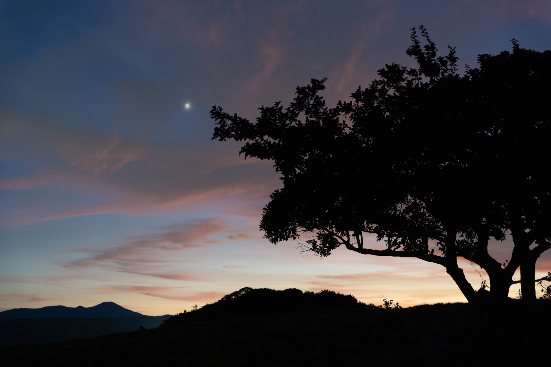 はるひが旅先で撮影した木のシルエットと夕暮れの空